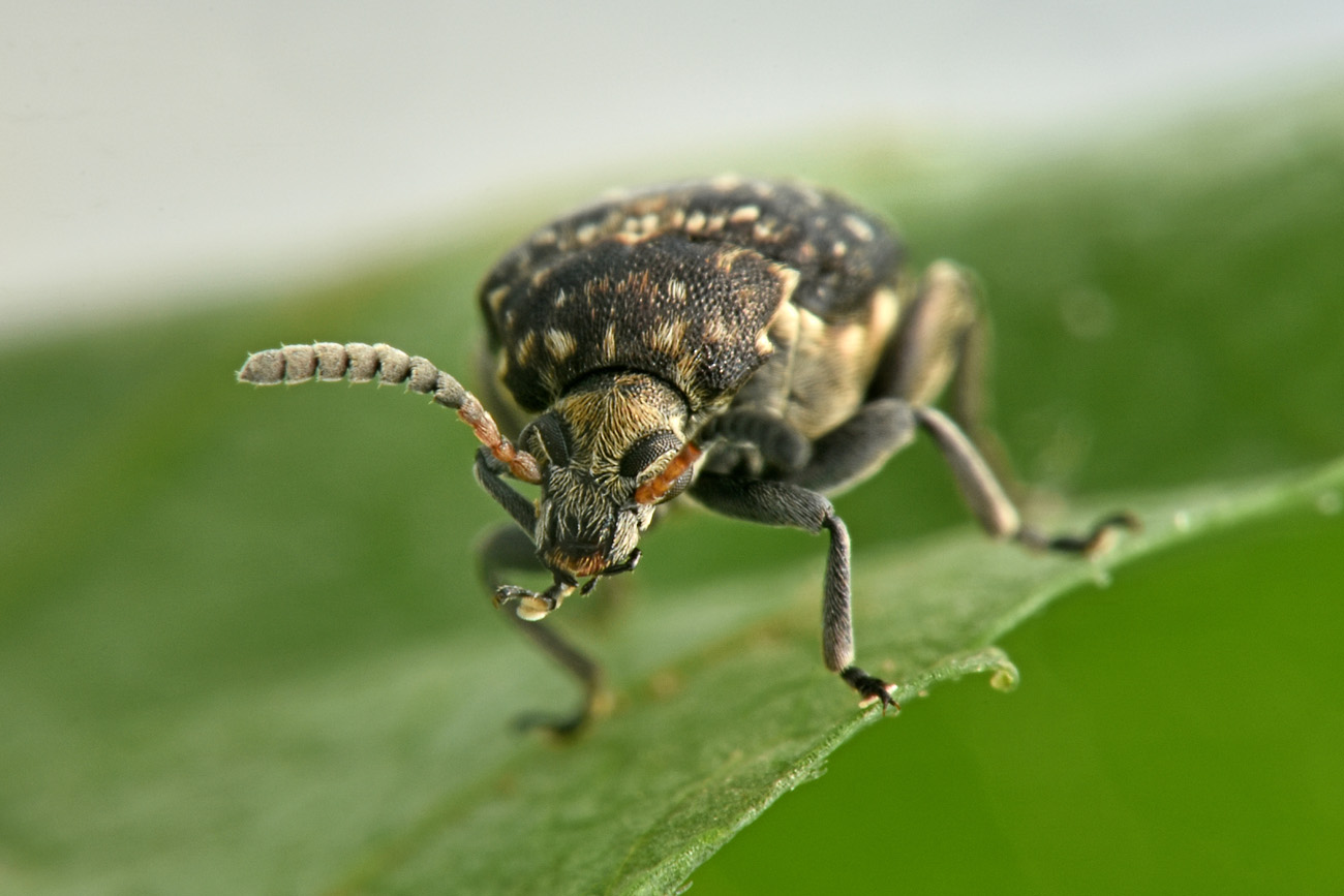 Chrysomelidae Bruchinae: femmina di Bruchus viciae